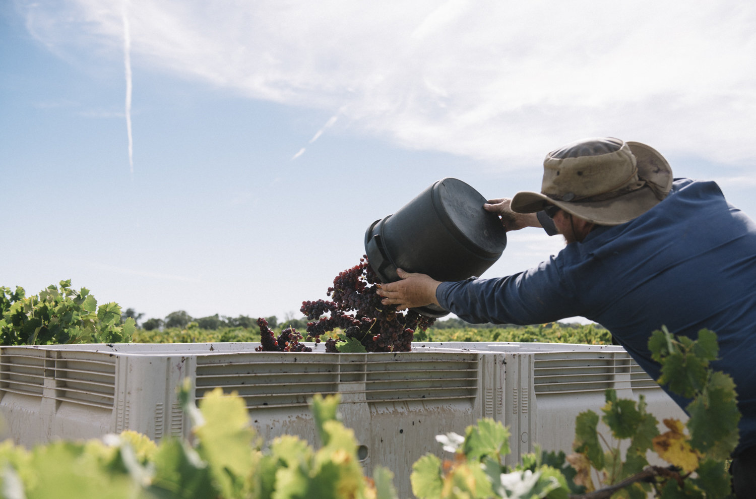 Buller wines harvest